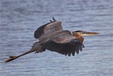 Great Blue Heron in Flight